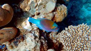 Image result for Chlorurus sordidus