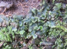 Attēlu rezultāti vaicājumam “Pellia epiphylla sporophyte”