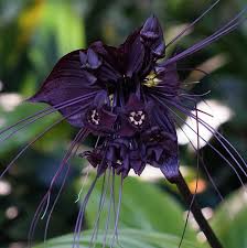 Image result for Tacca chantrieri