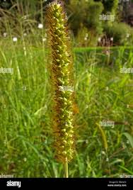 Attēlu rezultāti vaicājumam “Setaria glauca”