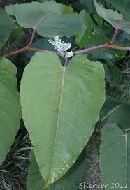 Attēlu rezultāti vaicājumam “Reynoutria sachalinensis flower”