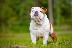 Image result for Bulldogs Power and strength