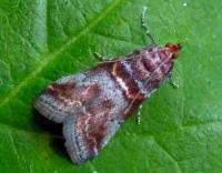 Attēlu rezultāti vaicājumam “Acrobasis advenella”