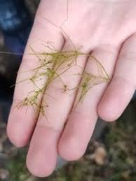 Attēlu rezultāti vaicājumam “Nitella flexilis”