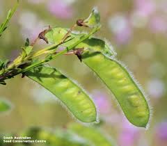 Attēlu rezultāti vaicājumam “Cytisus scoparius fruit”