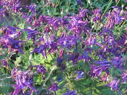 Image result for Aquilegia vulgaris