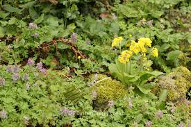 Image result for Primula elatior