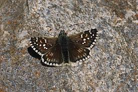 Attēlu rezultāti vaicājumam “Pyrgus serratulae”