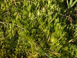Attēlu rezultāti vaicājumam “Brachythecium albicans sporophyte”