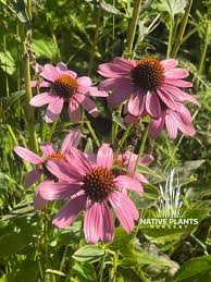 Image result for Echinacea purpurea
