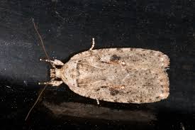 Attēlu rezultāti vaicājumam “Agonopterix ocellana”