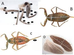 Attēlu rezultāti vaicājumam “Nepa cinerea imago”