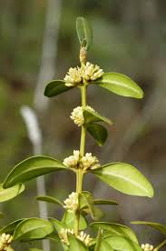Attēlu rezultāti vaicājumam “Buxus sempervirens flower”