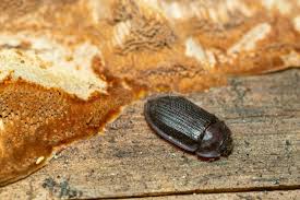 Attēlu rezultāti vaicājumam “Ostoma ferruginea”