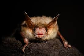Attēlu rezultāti vaicājumam “Myotis sp.”