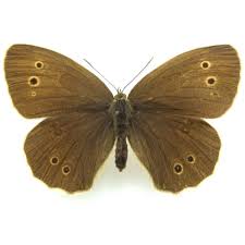 Attēlu rezultāti vaicājumam “Aphantopus hyperantus”