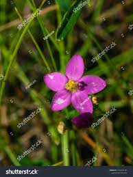 Attēlu rezultāti vaicājumam “Centaurium littorale flower”