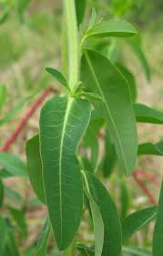 Attēlu rezultāti vaicājumam “Euphorbia helioscopia leaf”