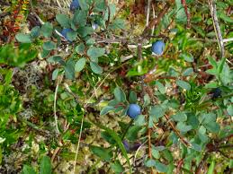 Attēlu rezultāti vaicājumam “Vaccinium uliginosum leaf”