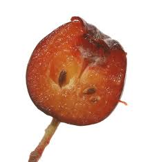 Attēlu rezultāti vaicājumam “x Sorbaronia fallax”