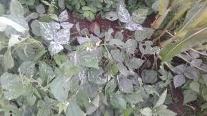 Attēlu rezultāti vaicājumam “Erysiphe galeopsidis”