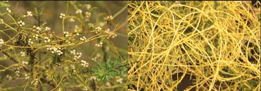 Attēlu rezultāti vaicājumam “Campylophyllum calcareum”