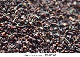 Attēlu rezultāti vaicājumam “Oenothera biennis fruit”