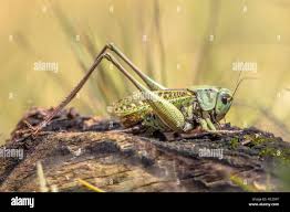 Attēlu rezultāti vaicājumam “Decticus verrucivorus nymph”