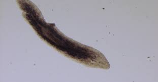 Attēlu rezultāti vaicājumam “Plathelminthes”