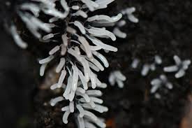 Attēlu rezultāti vaicājumam “Stemonitopsis typhina stalked”