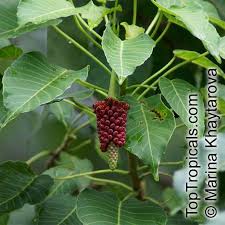 Attēlu rezultāti vaicājumam “Crepis paludosa fruit”