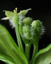 Attēlu rezultāti vaicājumam “Galium triflorum fruit”