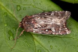 Attēlu rezultāti vaicājumam “Lycophotia porphyrea”