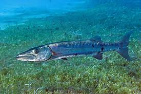 Image result for Sphyraena barracuda