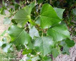 Attēlu rezultāti vaicājumam “Populus nigra leaf”