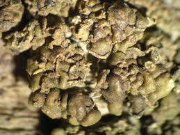 Attēlu rezultāti vaicājumam “Hypocenomyce scalaris”