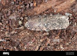 Attēlu rezultāti vaicājumam “Depressaria depressana”