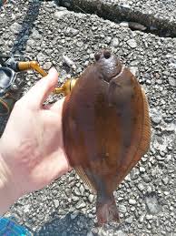 Image result for Limanda limanda