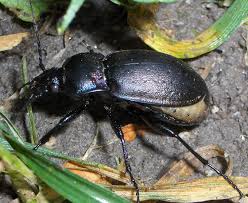Attēlu rezultāti vaicājumam “Carabus nemoralis”