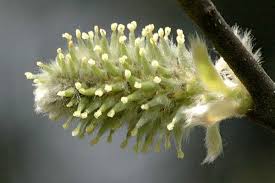 Attēlu rezultāti vaicājumam “Salix caprea male flower”