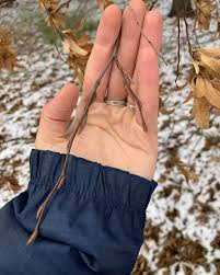 Attēlu rezultāti vaicājumam “Carpinus betulus fruit”