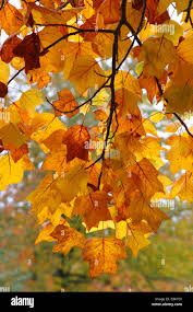 Attēlu rezultāti vaicājumam “Liriodendron tulipifera leaf”