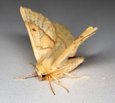 Attēlu rezultāti vaicājumam “Crocallis elinguaria”