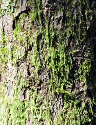 Attēlu rezultāti vaicājumam “Hypnum cupressiforme var. filiforme”