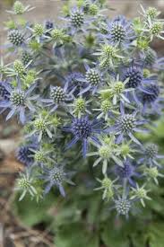 Attēlu rezultāti vaicājumam “Eryngium planum fruit”