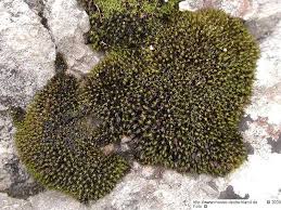 Attēlu rezultāti vaicājumam “Schistidium robustum”