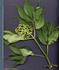 Attēlu rezultāti vaicājumam “Sambucus racemosa leaf”