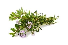 Image result for Bohnenkraut