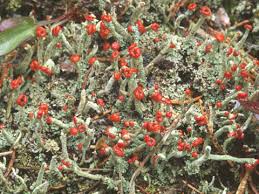 Attēlu rezultāti vaicājumam “Cladonia floerkeana”