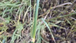 Attēlu rezultāti vaicājumam “Bromopsis inermis fruit”
